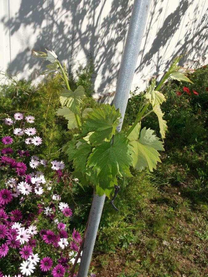 Quinta Do Pinheiro Ξενοδοχείο Grândola Εξωτερικό φωτογραφία